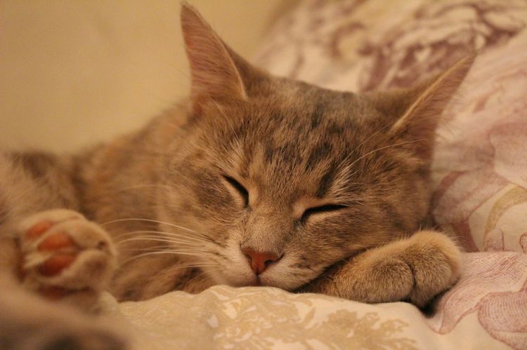 Die Katze schläft