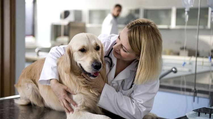 Retriever en la clínica veterinaria