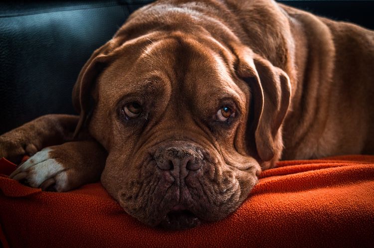 Perro triste