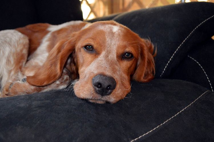 El perro descansa