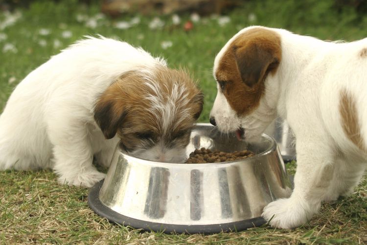 Los cachorros comen
