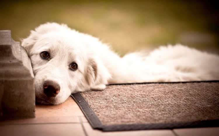 Perro tumbado sobre la alfombrilla