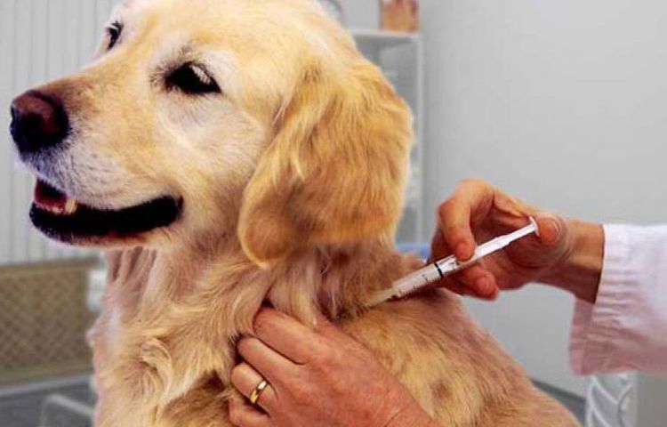Inyección a un retriever