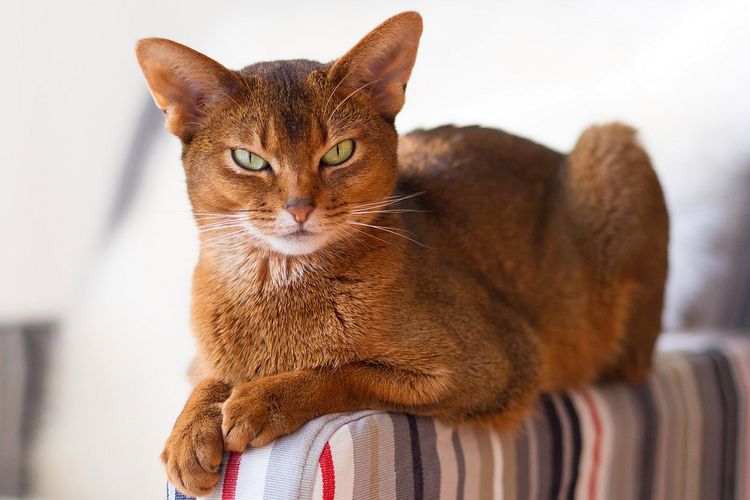 Gato abisinio
