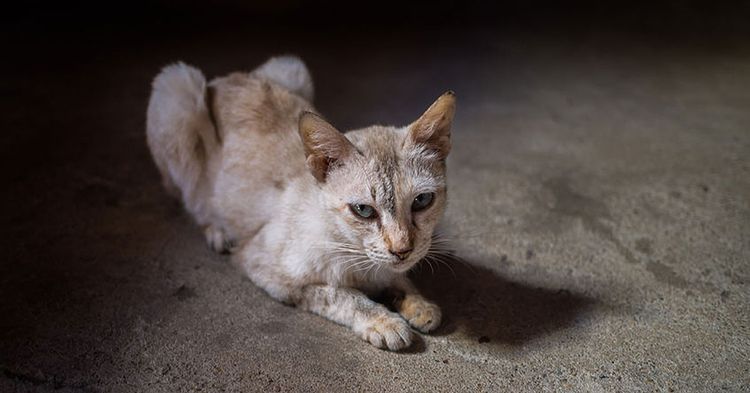 Anorexia en el gato