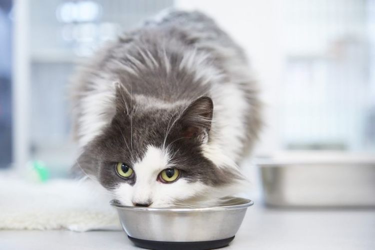 El gato come del cuenco