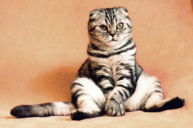 El gato está sentado