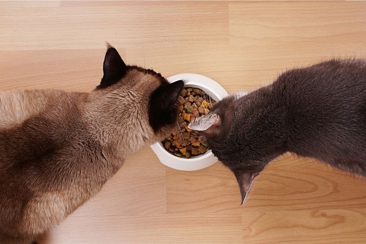 Los gatos comen alimento seco