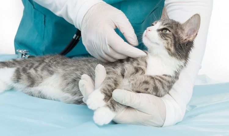 Examen del gato por el veterinario
