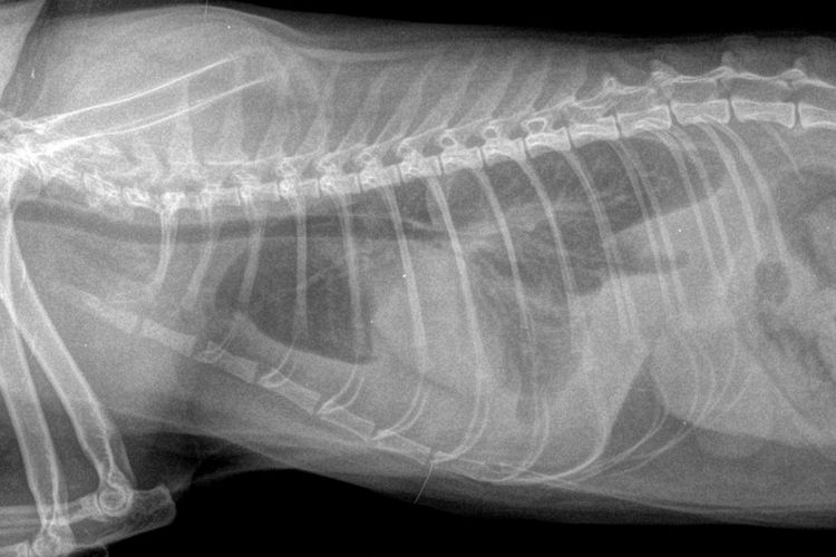 Radiografía abdominal del gato