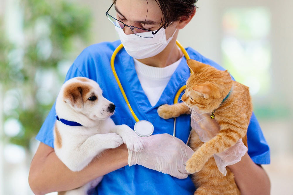 ¿Es peligroso el coronavirus felino para perros y personas?