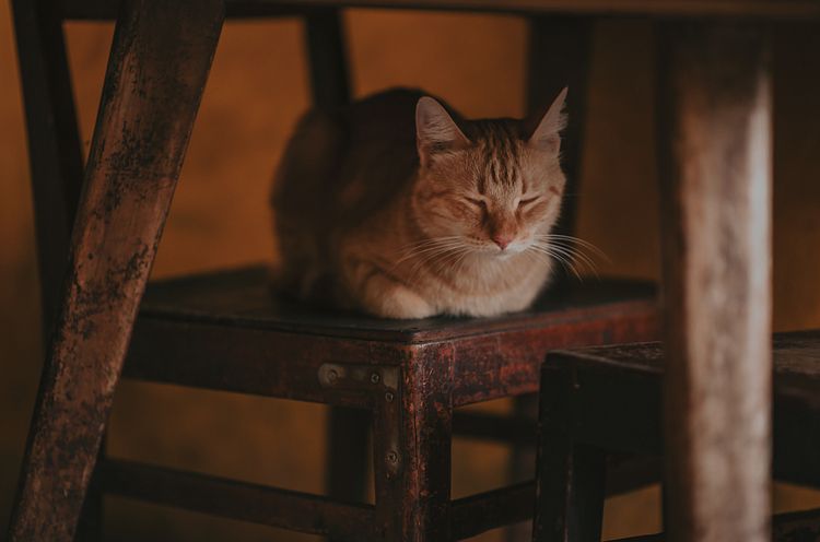Gastroenteritis coronaviral en gatos