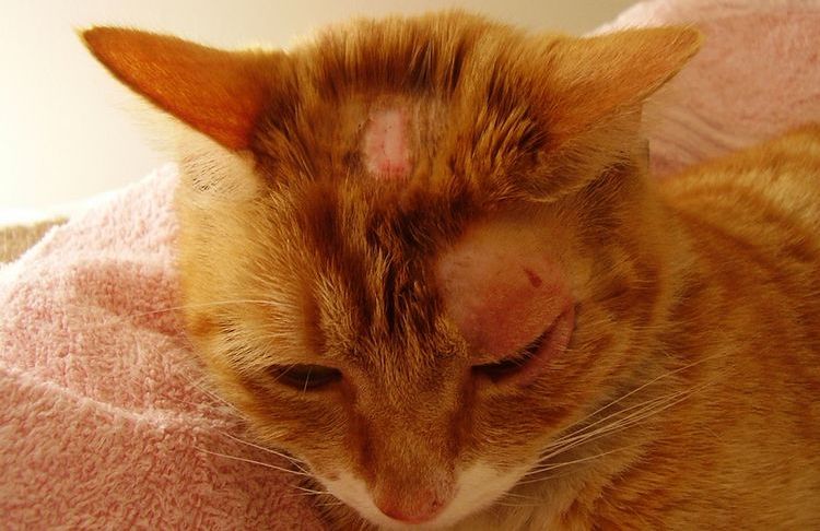 Costras en la cabeza del gato