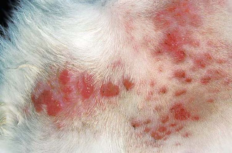 Foliculitis en gatos