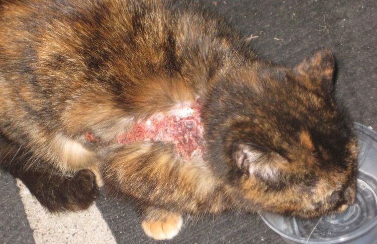 Eccema en el gato