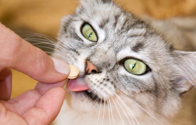 Tratamiento de costras en gatos