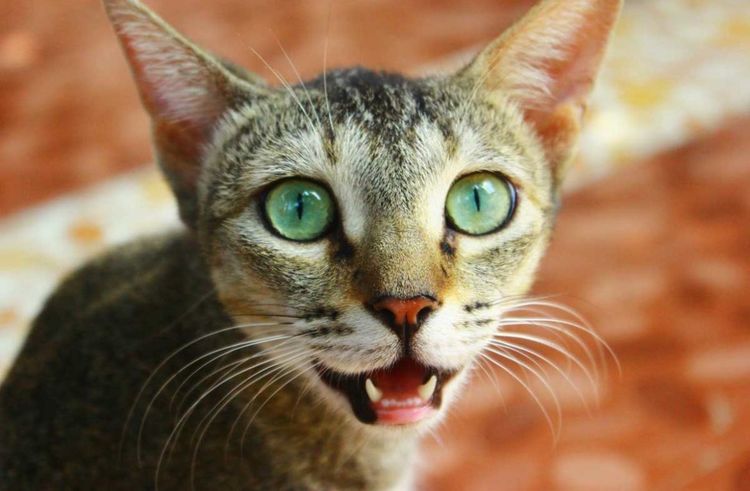 La gata respira con la boca abierta