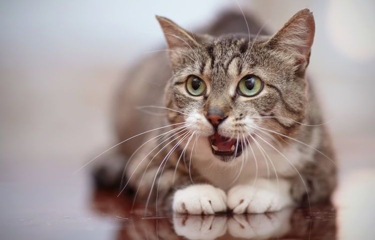 La gata respira como un perro