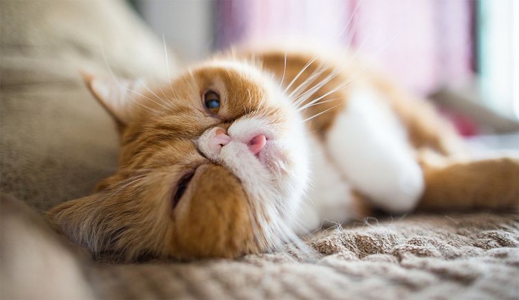 El gato duerme con la lengua fuera