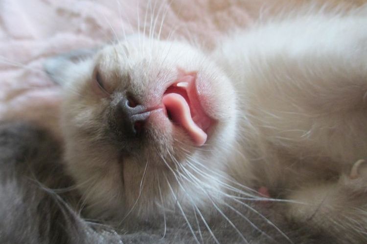 El gato duerme con la punta de la lengua fuera