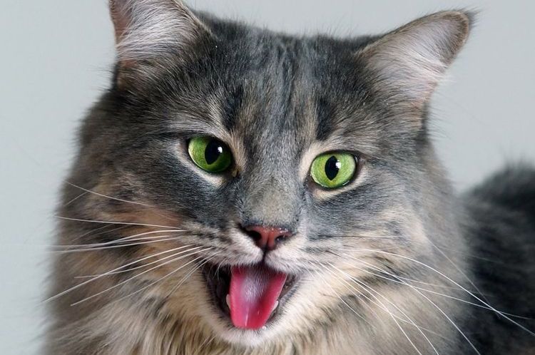 La gata respira como un perro