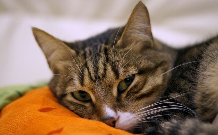 La gata está tumbada