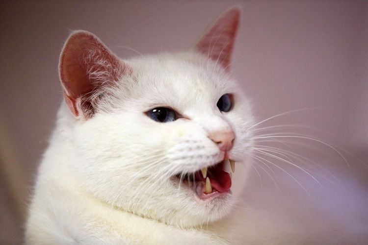 Gato blanco
