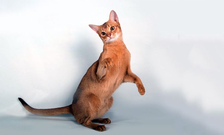 Gato