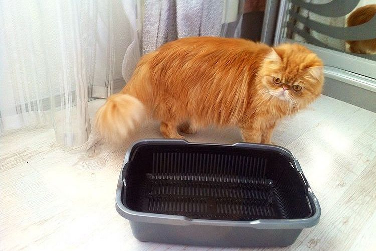 El gato ha dejado de ir al arenero: ¿por qué y qué hacer?