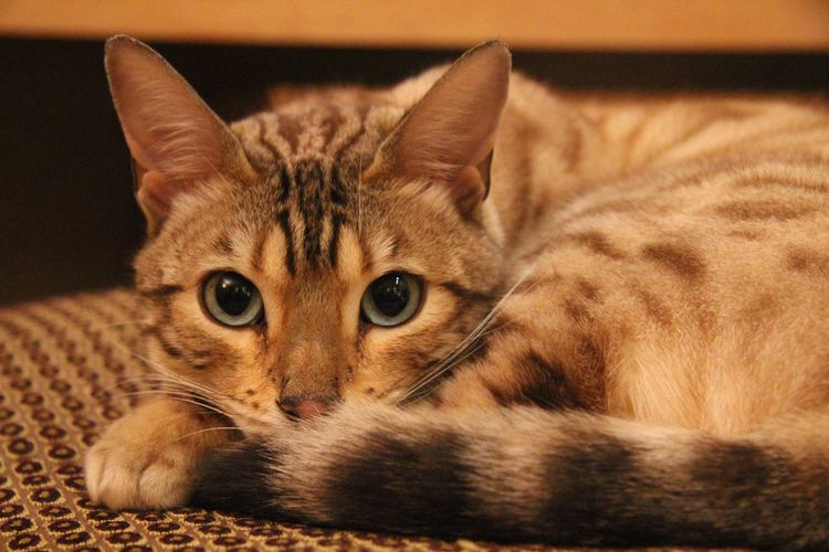 La gata se ha hecho un ovillo