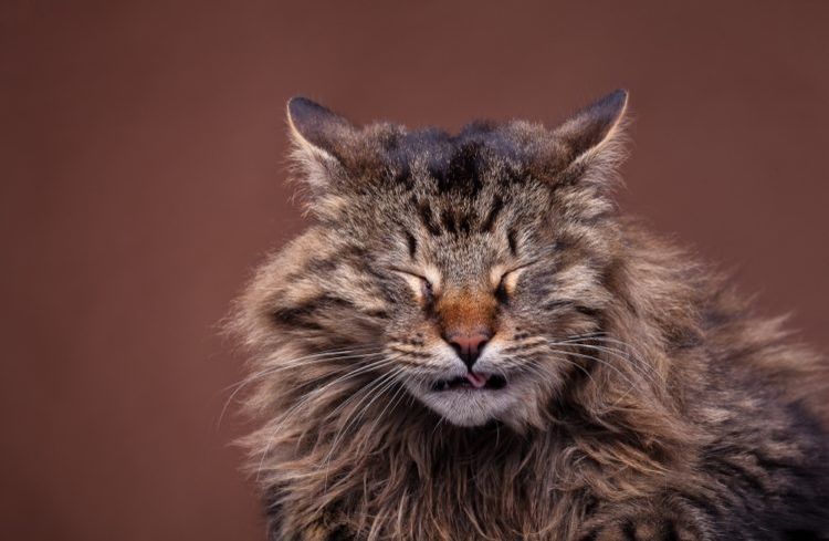 El gato entorna los ojos