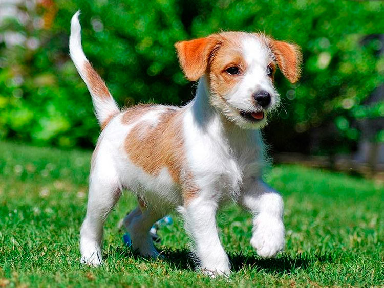 cachorro de raza Kromfohrländer