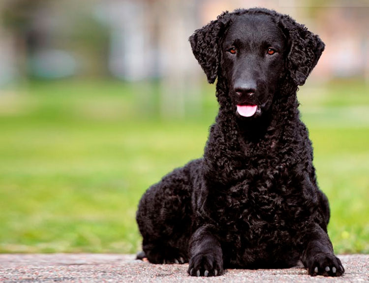 raza de perros Retriever de pelo rizado