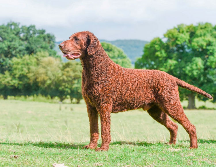perro de raza Retriever de Pelo Rizado