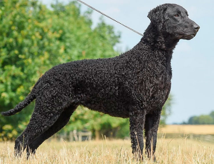 Estándar del retriever de pelo rizado
