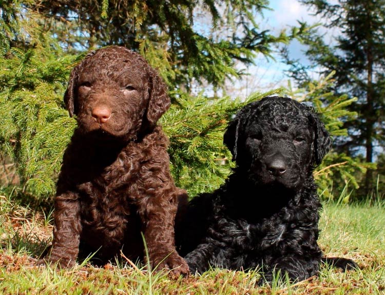 Cachorros de la raza retriever de pelo rizado