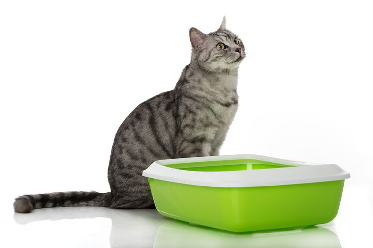 Gato junto a la bandeja