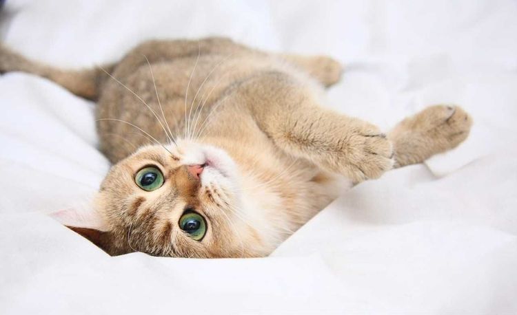 Gato tumbado en el sofá
