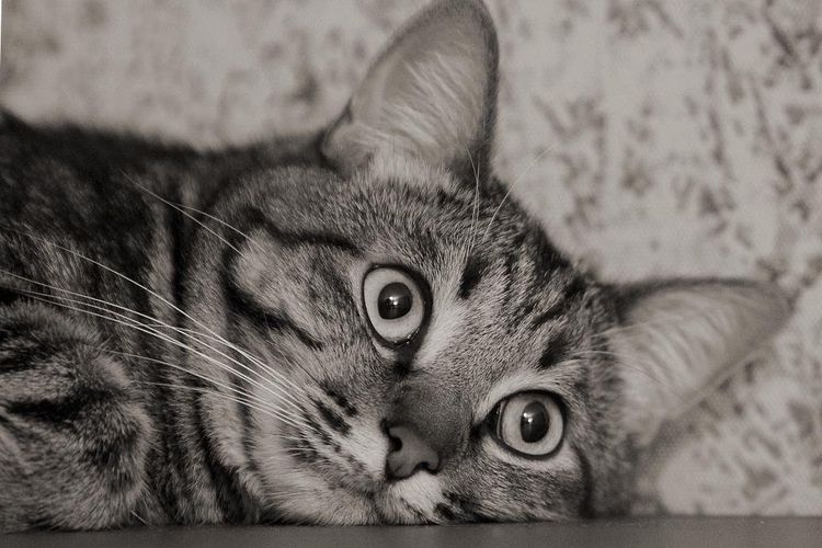 Gato triste rayado