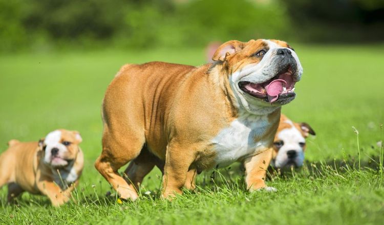 Perra con cachorros
