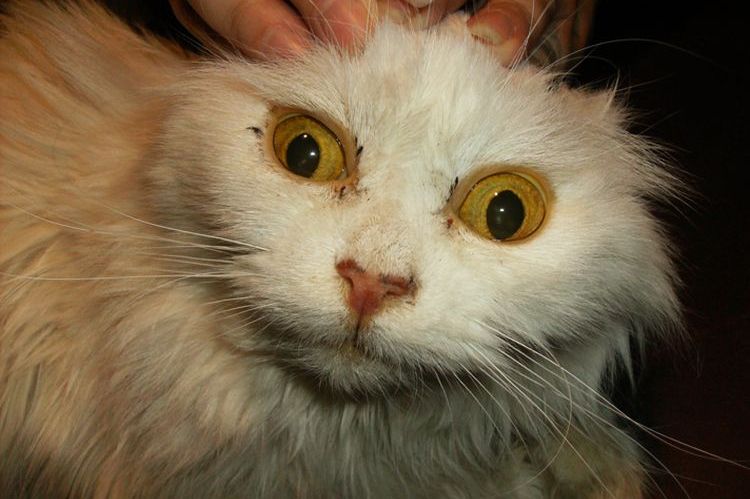 Síntomas de leptospirosis en gatos