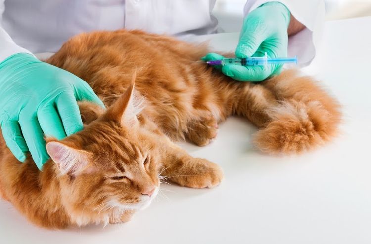 Leptospirosis en gato
