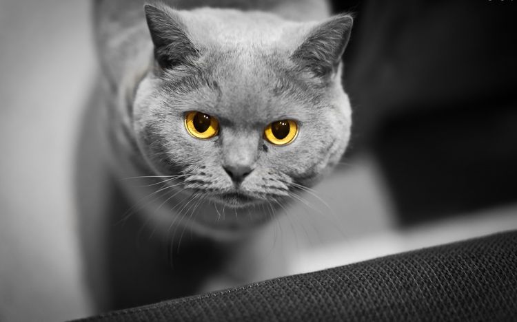 Leptospirosis en gatos