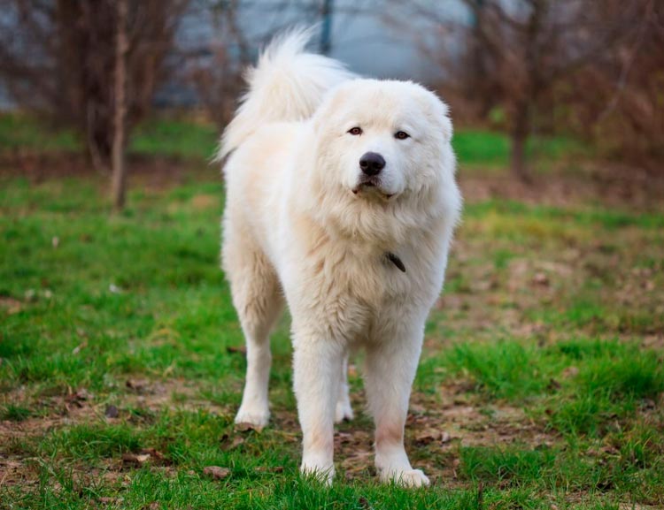 perro de raza pastor de la Maremma-abrucés