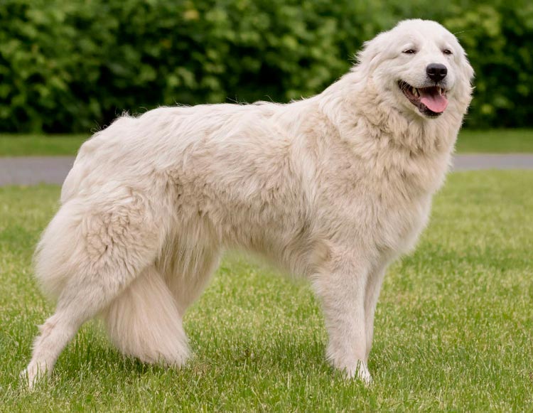 raza de perro Pastor de la Maremma y los Abruzos
