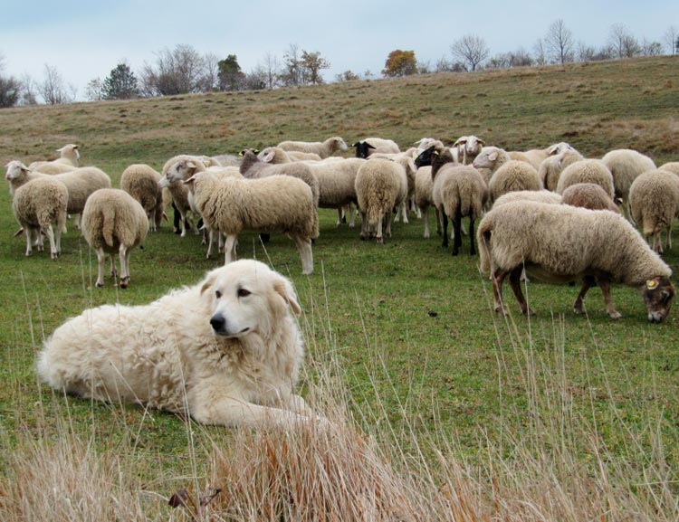 El Pastor de la Maremma y los Abruzos vigila el rebaño