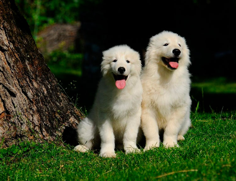 Cachorros de la raza Pastor de la Maremma y los Abruzos