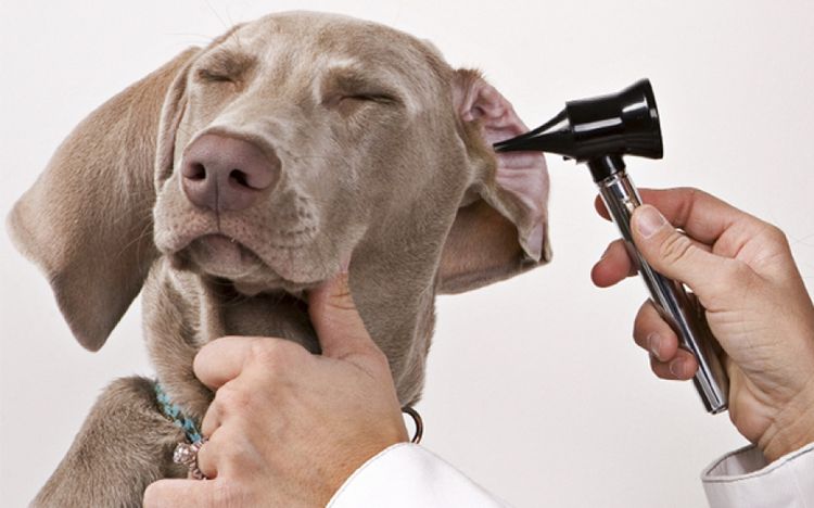 Examen de oídos en perros