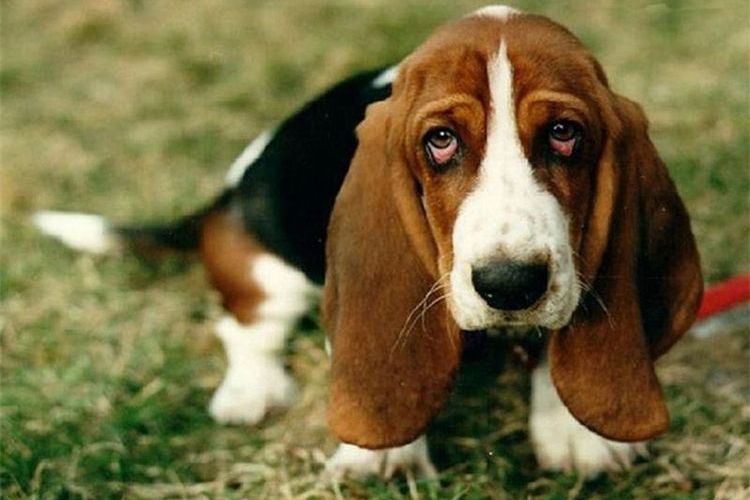 Basset hound