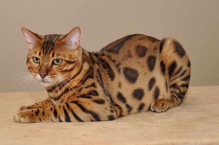 Gato sano
